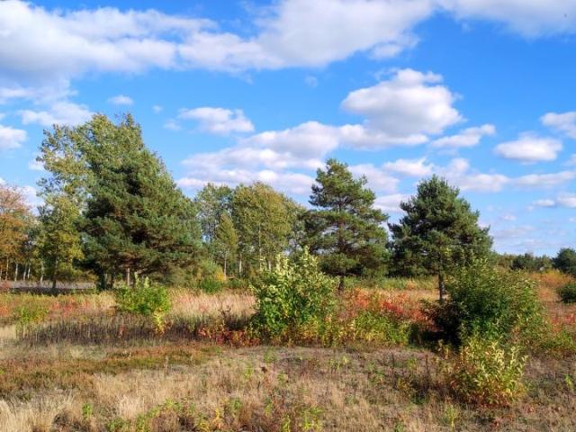 Wrzosowa 2 218 m², Krzaki Czaplinkowskie