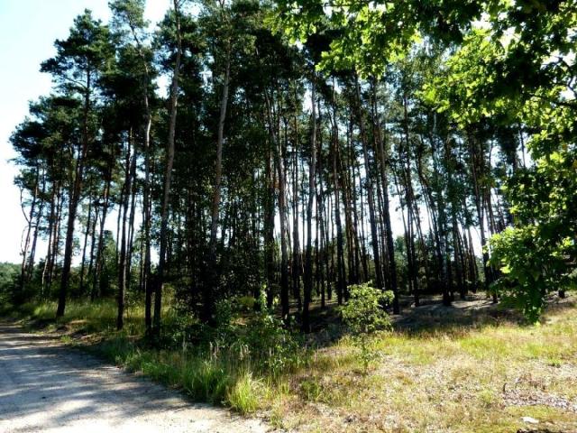 Wrzosowa 2 371 m², Jedwabno