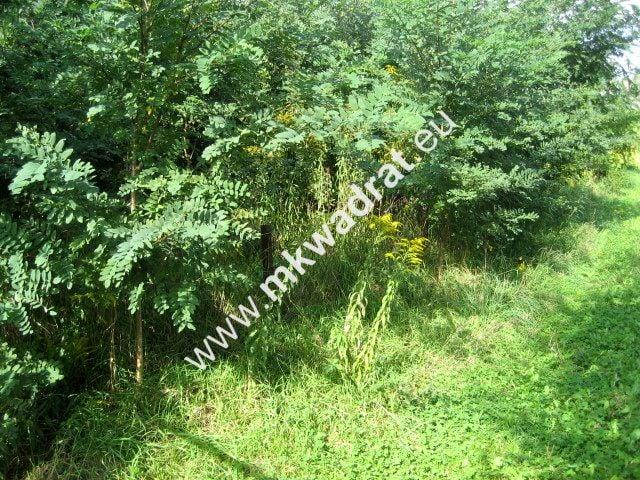 Www.mkwadrat.eu 1 194 m², Żółwin