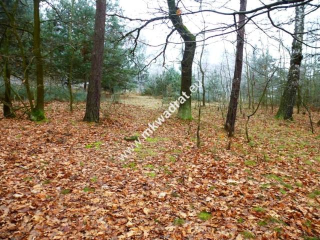 Www.mkwadrat.eu 9 213 m², Żółwin