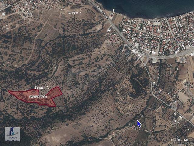 Y.foça'da satılık DENİZ VE DOĞA İLE İÇ İÇE 37.644MZeytinliTarla