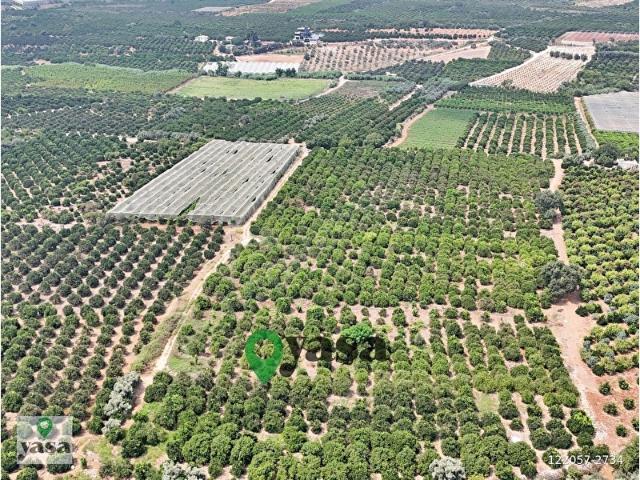 YAŞA GYD 30 DÖNÜM DAMLAMA SULAMA SİSTEMLİ NARENCİYE BAHÇESİ