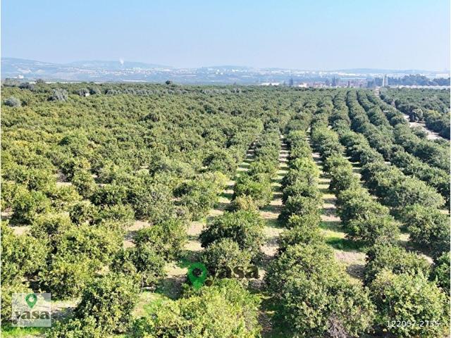 YAŞA GYD AKDAM MAHALLESİNDE 12.645 M2 VERİMLİ NARENCİYE BAHÇESİ
