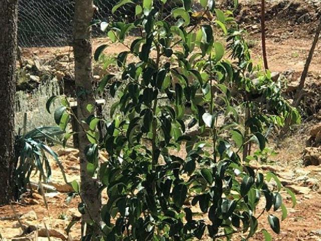 YALÇINÖZ GAYRİMENKUL'DEN ANAMUR ABANOZ YAYLASI'NDA MUHTEŞEM KONUMDA SATILIK EV VE BAHÇE