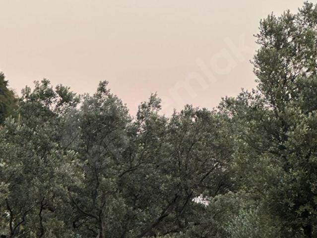 YALOVA ARMUTLU KAPAKLI İLİBAT KOYUNDA DENİZE YAKIN, DOĞAYLA İÇ İÇE ZEYTİNLİK