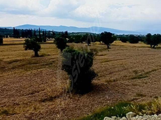 Yatırımlık İmar Sınırında Hisseli Tarla