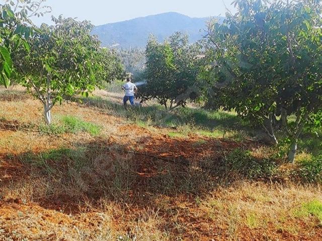 Muğla Seydikemer Yayla Kınıkta 5000 m2 Ceviz bahçesi