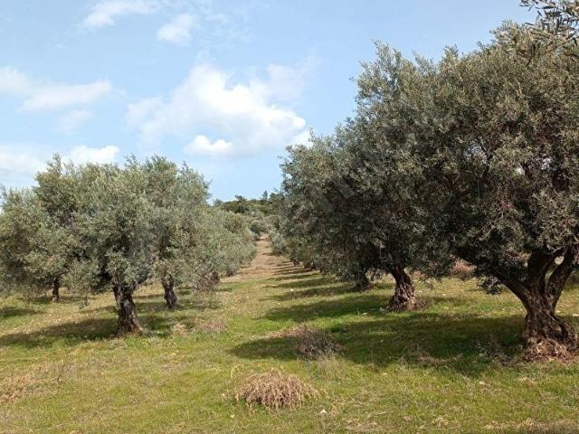 Yazıbaşında Verimli Yetişkin Ağaçlı 38282 m2 Zeytinlik