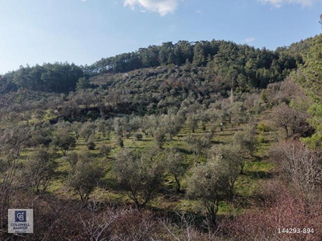 Yeniköy'de Satılık 13.551 m Zeytinli Tarla!