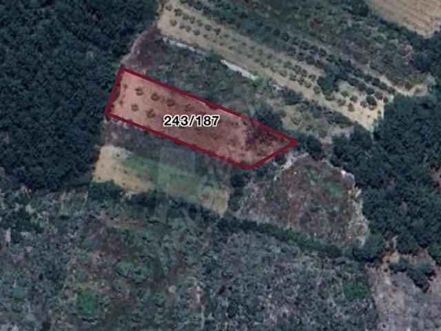 YERKESİKTE İÇİNDE ZEYTİNLİ TARLA
