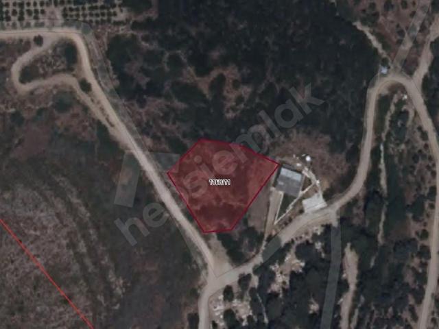 YERLEŞİM ALANINA YAKIN ZEYTİNLİK, TEK TAPU