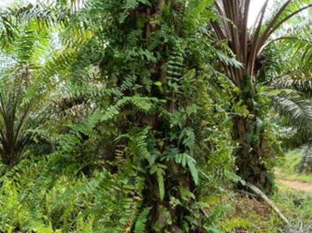 Yong Peng @ Johor 24 Acres Agricultural Land For Sale