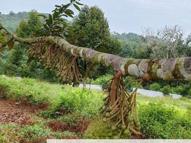 Yong Peng To Ayer Hitam 6.89 Acres Land
