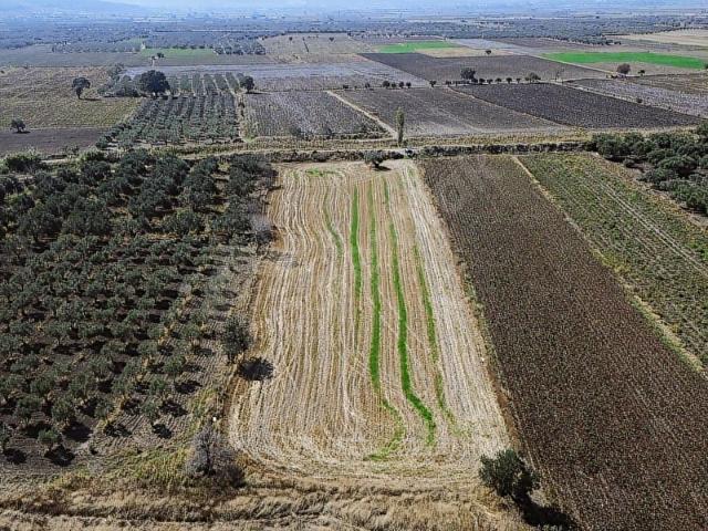 YOLU, SUYU ve ELEKTRİĞİ HAZIR KINIK CUMALIDA 7.150 m SATILIK
