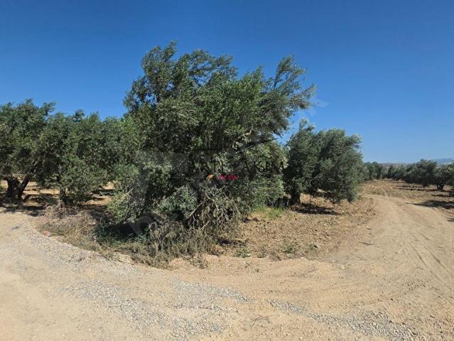 Yukarı Şakran Satılık 2168 m2 Zeytinlik