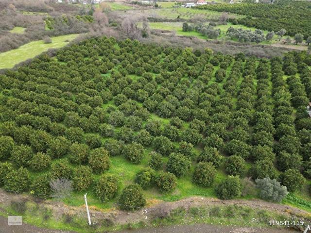 YÜKSEKKUM'dan Sultaniyede 11.380 m2 Narenciye Bahçesi Satılık