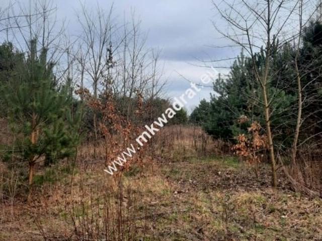 Zagrodowa 1 280 m², Oddział