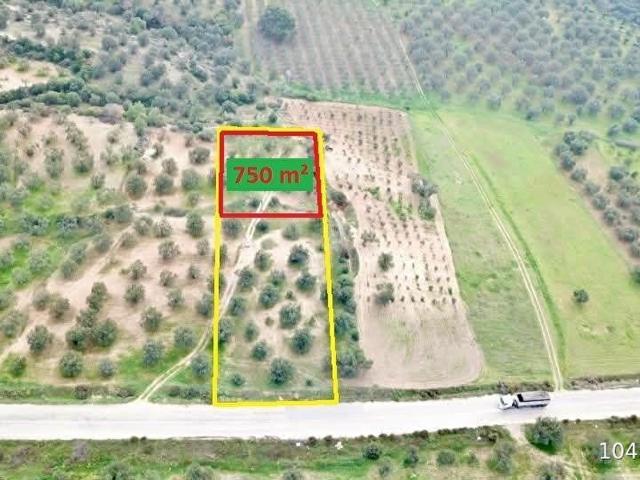 ZEYTİNDAĞ'da ASFALT YOLA SIFIR SATILIK ZEYTİNLİK