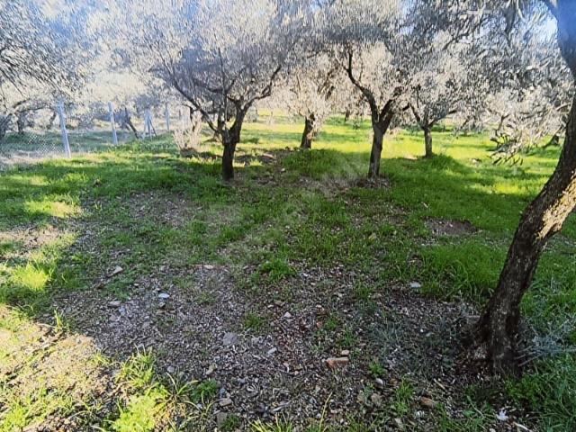 Zeytin Ağaçları Arasında Huzurlu Yaşam Sunan Satılık Tarla