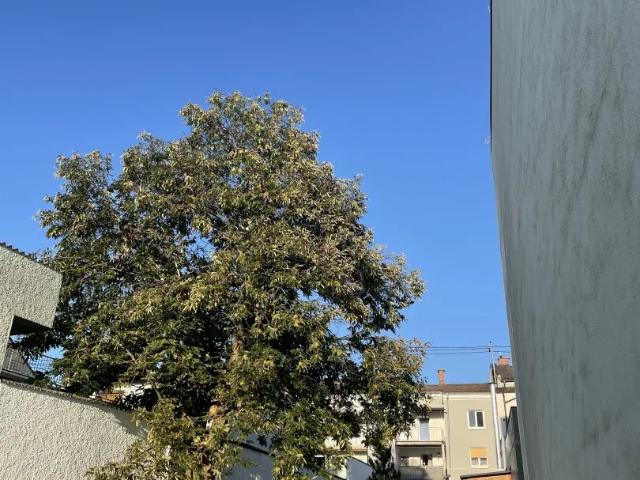 Zu Vermieten Wohnung Mattighofen Mattighofen DS103456354