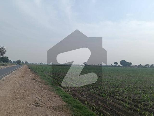104 Kanal 1400 Trees In Kino Solar, Dripping, Electric Transfer 25kv Sale Head Muhammad Wala