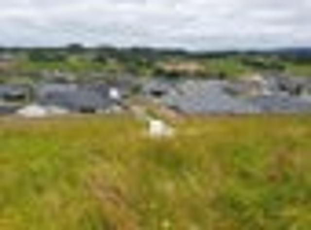 A HENS TOOTH FOUND IN WARKWORTH