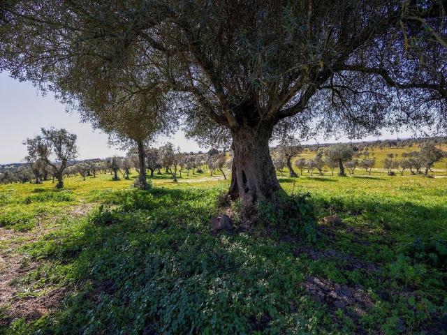 à venda Exclusiva casa de campo, Alter do Chão, Portugal
