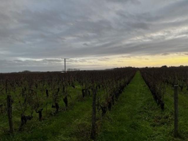 À VENDRE 3 ha 19 a 35 ca de vignes en Agriculture Biologique