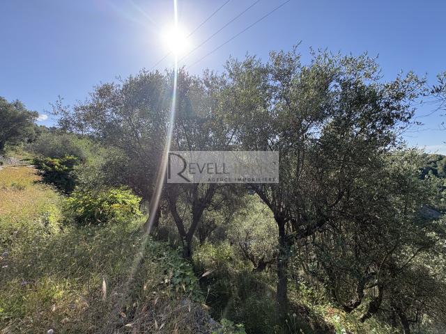 À vendre Terrain agricole avec oliviers 7 875 m2