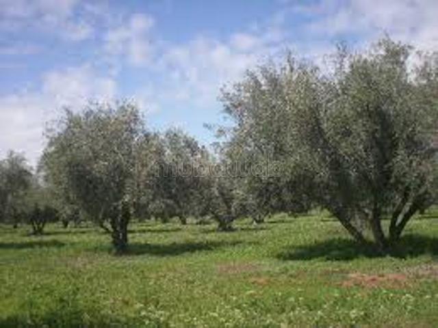 À vendre: Terrain de 11 Hectares titré SD2