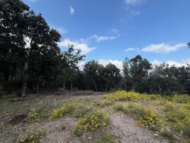 À Vendre Terrain forestier de 7 ha 63 a 80 ca Commune de Montbolo