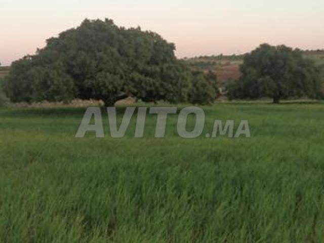 À VENDRE – Terrain titré près d’Essaouira 3,7H