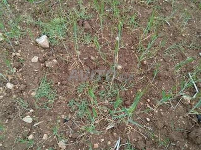 A vendre terrain 1 h titre beni mellal