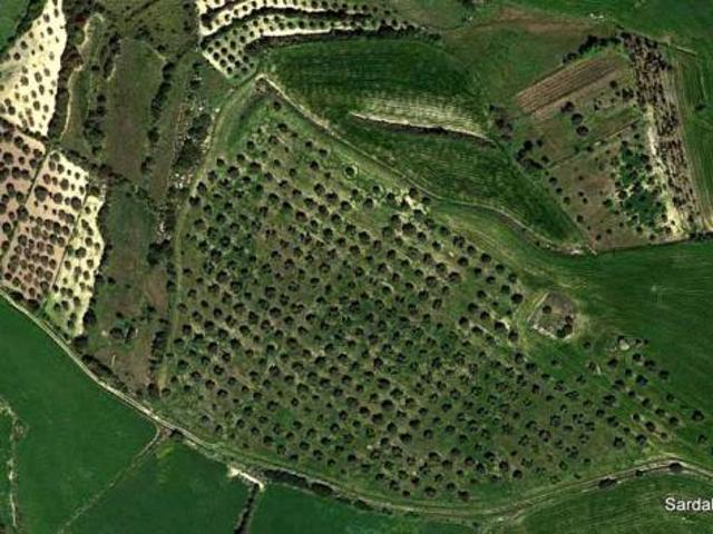 Villanovafranca, grande oliveto panoramico in produzione