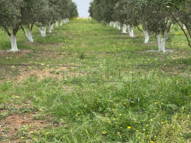 Achat de terrain à Tifelt. Superficie 26000 m²
