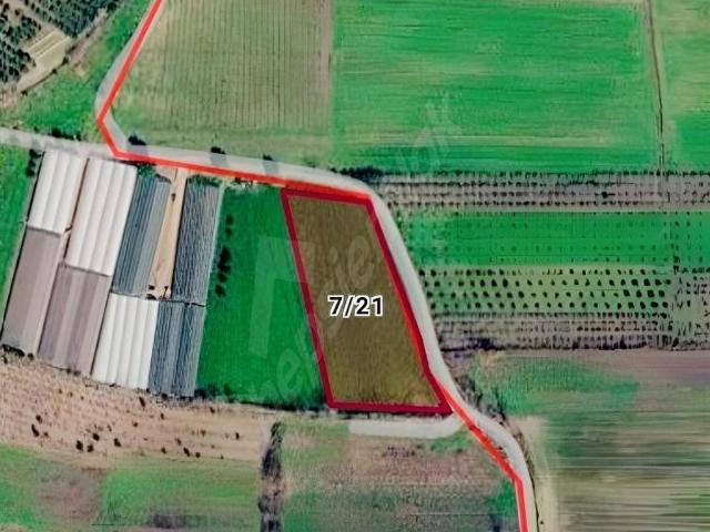 ACİL TEK TAPU 5.515M ANTALYA SERİK'DE KADASTRO YOLUNA CEPHELİ