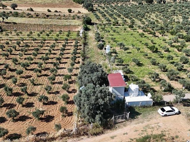 ACİL SATILIK TEK TAPU YOLU OLAN İÇİNDE ZEYTİNLİK EVİ OLAN TARLA
