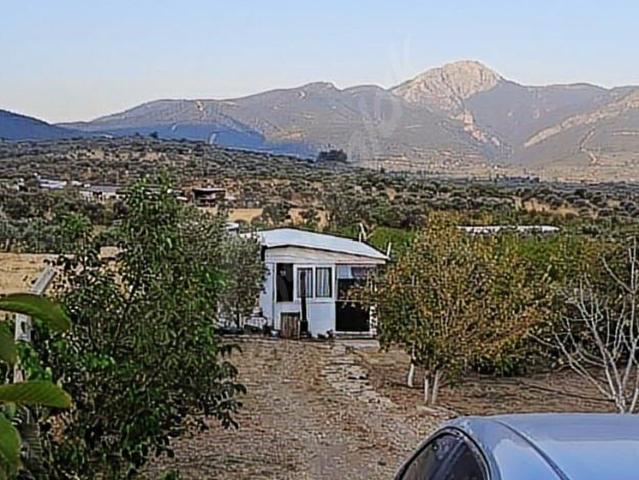 ACİLL! fiyat düştü! Kemalpaşa vişneli köyde muhteşem kirazlık