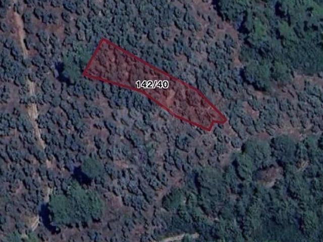 ACİLL SATILIK 50 Ağaçlı Milas Göldere Mah. Zeytinlik