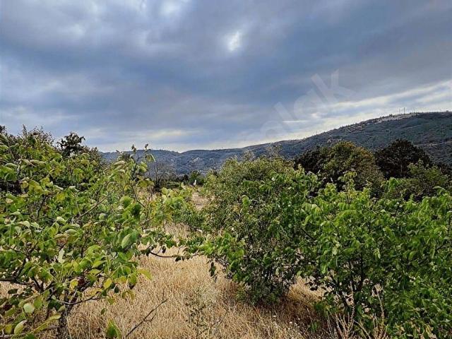 Acillll! Gökçeörende Satılık 4.335 m2 Tarla