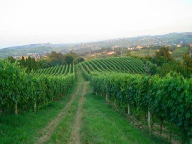 Abitazione Vigneti Cantina Panorama