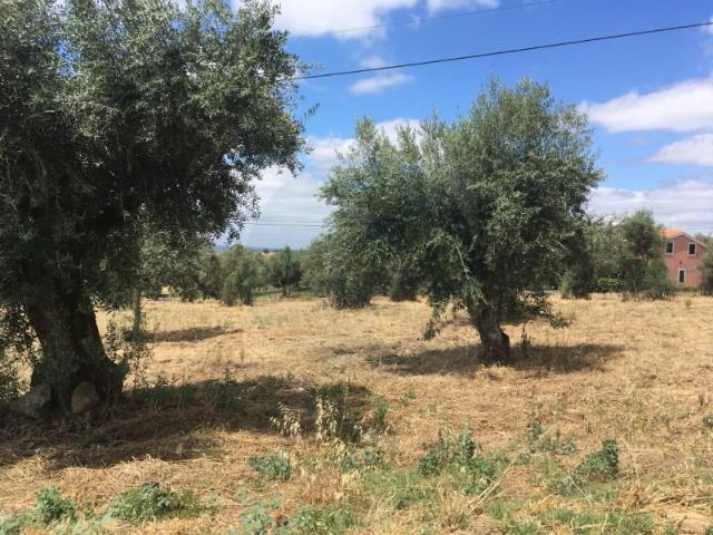 Abrantes Abrantes 104978586