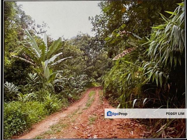 Agarwood Plantation for Sale @ Bentong Raub, Pahang Ready to Harvest