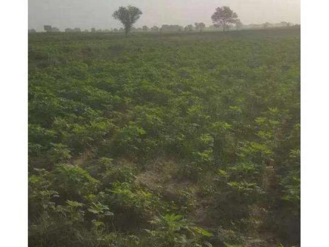 Agr land for sale Kasur ID 36341