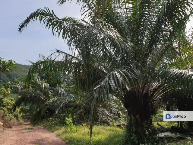 Freehold Agri Land at Ijok For Sale