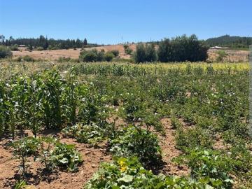 Agrícola en Venta en los sauces