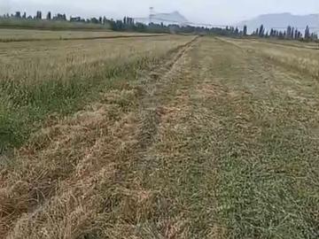 Agrícola en Buin