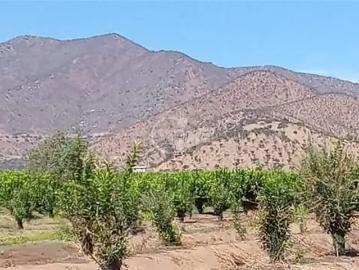 Agrícola en Curacaví