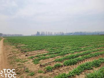 Agrícola en Lampa