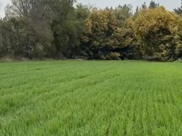 Agrícola en Pemuco